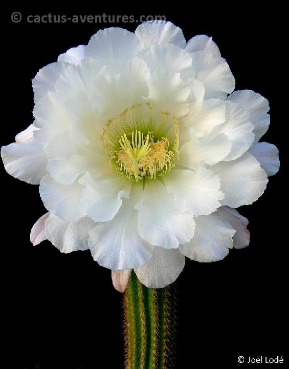 Trichocereus spachianus JL P1220997